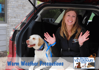 Warm Weather Precautions to Take With Your Pet