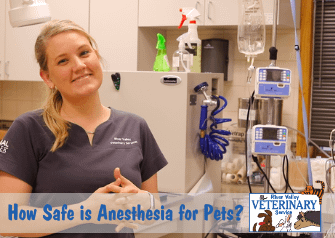 How Safe is Anesthesia for Pets?