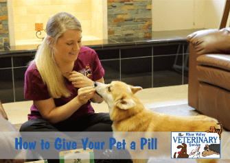 How to Give Your Pet a Pill