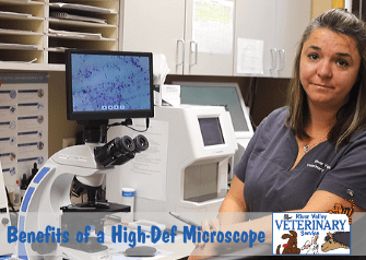 Benefits of a High-Def Microscope