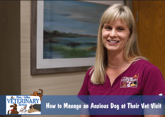 How to Manage an Anxious Dog at Their Vet Visit