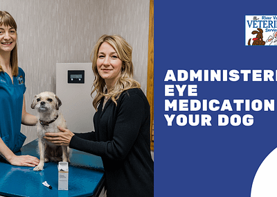 Administering Eye Medication on Your Dog