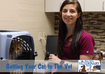 How to Safely Get Your Cat to the Vet