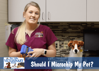Should I Microchip My Pet?