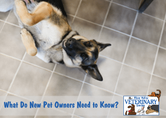 What Do New Pet Owners Need to Know?