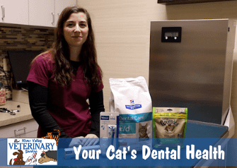 Your Cat’s Dental Health