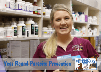 Does My Pet Need Parasite Prevention Year Round?