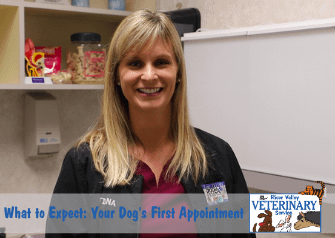 What to Expect: Your Dog’s First Appointment
