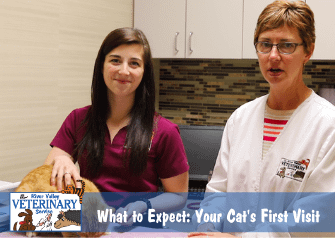 What to Expect: Your Cat’s First Visit